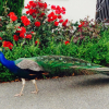 Отель Silverstream Lodge, фото 25