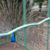 Отель Agriturismo Pascianella, фото 3