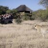 Отель NThambo Tree Camp, фото 18