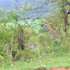 Отель ELangata Olerai Luxury Camp, фото 24