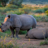 Отель Lush Private Game Lodge, фото 25