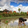Отель Ubud Heaven Penestanan, фото 20