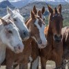 Отель Estancia Cristina, фото 18