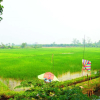 Отель Mingalarpar Resort, фото 37
