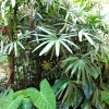 Отель The Palm House Inn, фото 17