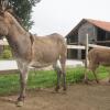 Отель Agriturismo Richeton, фото 15