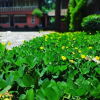 Отель Swastha Heritage Homestay, фото 27