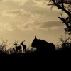 Отель African Spirit Game Lodge, фото 38