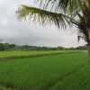 Отель Omah View Sawah, фото 9
