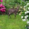 Отель Les Tables Aux Vaches, фото 22