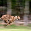 Отель Ashia Cheetah Experience, фото 22