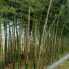 Отель Anji Laobin Farmstay, фото 6