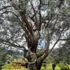 Отель Finca Los Laureles, фото 25