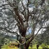 Отель Finca Los Laureles, фото 27