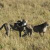 Отель Big Cat Safari , 4 days / 3 nights , Fly-in safari in Kenya, фото 11