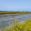Отель La Passerose jardin clos 300mplage la Couarde sur mer, фото 13