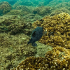 Отель Cotingas Ocean View, фото 49