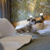 Отель Sankt Olof Hotell & Krog, фото 11