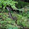 Отель Estación Biológica Tamandua, фото 31