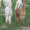 Отель Silverstream Alpaca Farmstay and Tour, фото 27