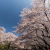 Отель Asakusa Central Hotel, фото 23