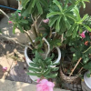Отель DALARAN Guest House, фото 33