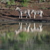 Отель Leopard Mountain Safari Lodge, фото 29