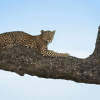 Отель Leopard Plains, фото 19