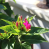 Отель Su Otel Bozcaada, фото 14