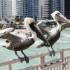 Отель Intracostal Sunny Isles, фото 20