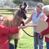 Отель Glamping With Llamas, фото 9