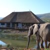 Отель Barefoot Addo Elephant Lodge, фото 13