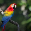 Отель Tambopata Lodge, фото 2