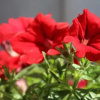 Отель B&B Galbert, фото 12