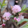 Отель Shuhe Youyouwu Inn, фото 7