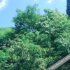 Отель Chong'er Zhujia Hotel, фото 6
