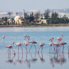 Отель Flamingo Beach Hotel, фото 25