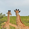 Отель Garden Route Safari Camp, фото 43