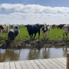 Отель Jacuzzi, Cows, Dairyfarm, Relaxing, Sleeping, фото 7