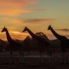 Отель Zoofari Lodge at Taronga Western Plains, фото 4