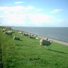 Отель Detached Chalet With Microwave Near the Wadden Sea, фото 10