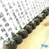 Отель Paoju Factory Youth Hostel (Beijing Summer Palace Subway Station Branch), фото 12