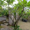 Отель Green Villas Lembongan by ABM, фото 17