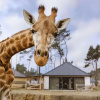 Отель Safari Resort Beekse Bergen, фото 11
