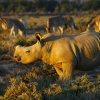 Отель Kuganha Tented Camp, фото 5