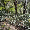 Отель Plynlimmon -The Heritage Cottage at Kurrajong, фото 17