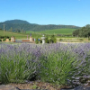 Отель Thorn Hill Vineyard Villas, фото 6