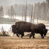 Отель Wander Camp Yellowstone Island Park, фото 9
