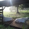 Отель Establo San Rafael Natural Horsemanship, фото 13
