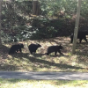 Отель Bear Crossing - Two Bedroom Cabin, фото 22